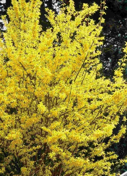 Forsythia intermedia 'Spectabilis' arbuste 60-80 cm