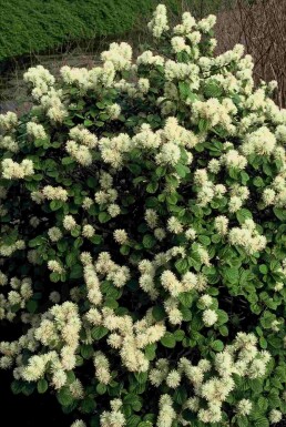 Fothergilla major arbuste 25-30 cm