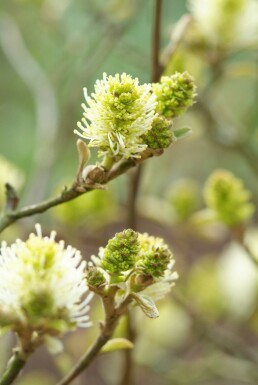 Fothergilla major arbuste 25-30 cm