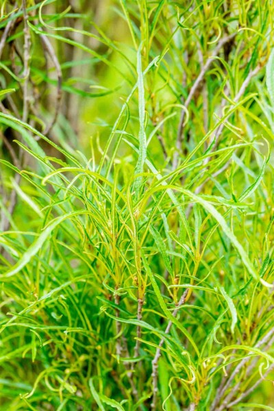 Frangula alnus 'Fine Line' arbuste 150-175 cm