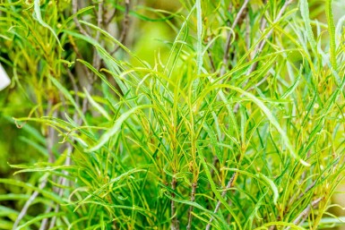Frangula alnus 'Fine Line' arbuste 150-175 cm