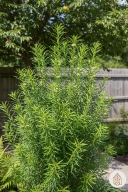 Frangula alnus 'Fine Line' arbuste 150-175 cm