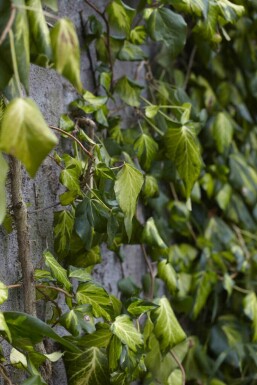 Aucune image disponible