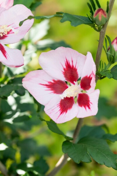 Hibiscus syriacus 'Hamabo' arbuste 60-80 cm