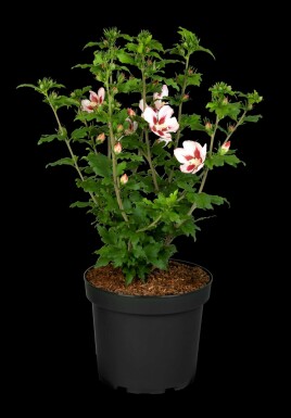 Hibiscus syriacus 'Hamabo' arbuste 60-80 cm