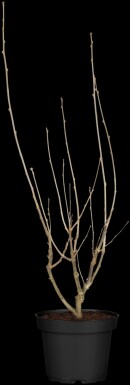 Hibiscus syriacus 'Hamabo' arbuste 60-80 cm