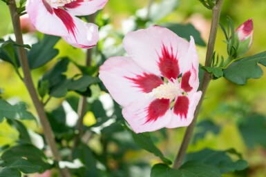 Hibiscus syriacus 'Hamabo' arbuste 80-100 cm