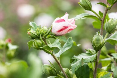 Hibiscus syriacus 'Hamabo' arbuste 80-100 cm