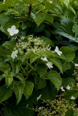 Hydrangea anomala subsp. petiolaris arbuste 100-125 cm