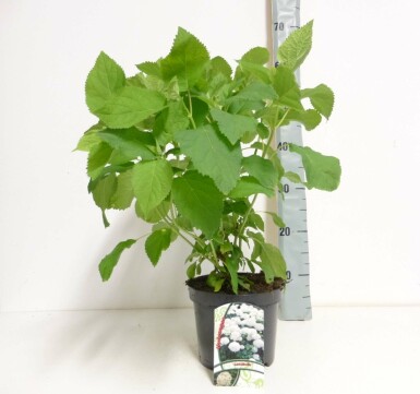 Hydrangea arborescens 'Annabelle' arbuste 50-60 cm