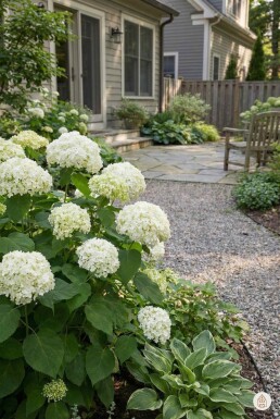 Hydrangea arborescens 'Annabelle' arbuste 50-60 cm
