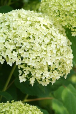 Hydrangea arborescens 'Annabelle' arbuste 60-80 cm