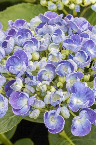 Hydrangea macrophylla 'Ayesha' arbuste 40-60 cm
