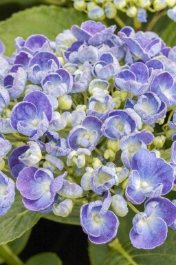 Aucune image disponible