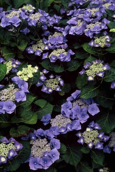 Hydrangea macrophylla 'Blaumeise' arbuste 60-80 cm