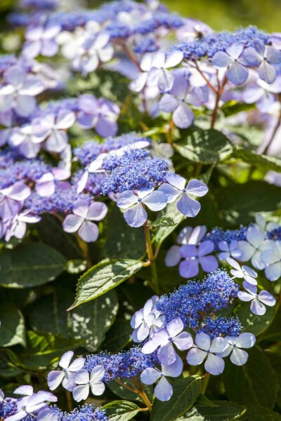 Hydrangea macrophylla 'Bodensee' arbuste 30-40 cm