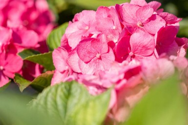 Hydrangea macrophylla 'Bouquet Rose' arbuste 20-30 cm