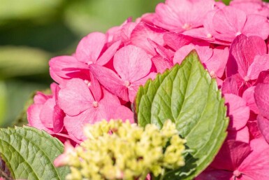 Hydrangea macrophylla 'Bouquet Rose' arbuste 20-30 cm