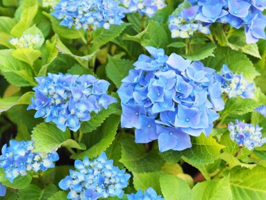 Hydrangea macrophylla 'Nikko Blue' arbuste 30-40 cm