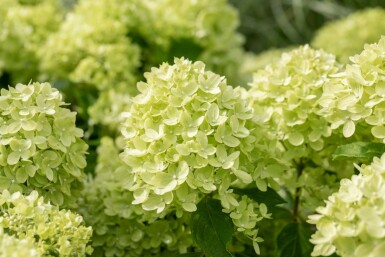 Hydrangea paniculata 'Limelight' arbuste 50-60 cm