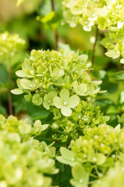 Hydrangea paniculata 'Limelight' arbuste 50-60 cm