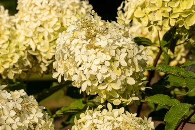 Hydrangea paniculata 'Phantom' arbuste 60-80 cm