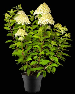 Hydrangea paniculata 'Phantom' arbuste 60-80 cm