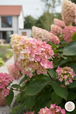 Hydrangea paniculata 'Pink Diamond' arbuste 40-60 cm