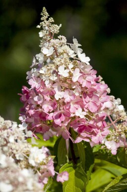 Hydrangea paniculata 'Pinky Winky' arbuste 60-80 cm