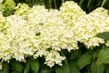 Hydrangea paniculata 'Skyfall' arbuste 30-40 cm