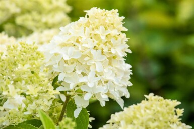 Hydrangea paniculata 'Skyfall' arbuste 60-80 cm