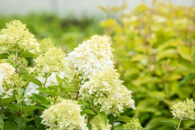 Hydrangea paniculata 'Skyfall' arbuste 60-80 cm