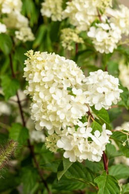 Hydrangea paniculata 'Vanille Fraise' arbuste 40-60 cm
