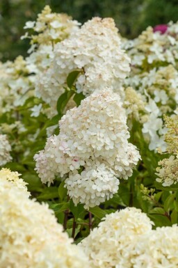 Hydrangea paniculata 'Vanille Fraise' arbuste 60-80 cm