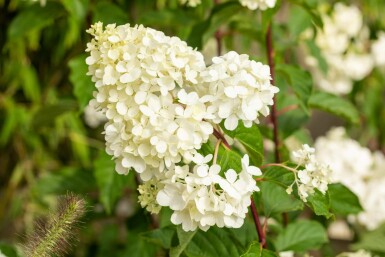 Hydrangea paniculata 'Vanille Fraise' arbuste 60-80 cm