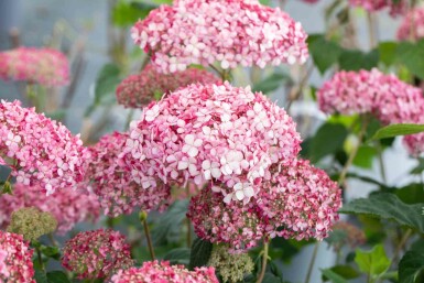 Hydrangea 'Pink Annabelle' arbuste 50-60 cm