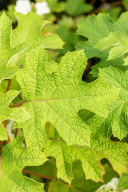 Hydrangea quercifolia 'Ruby Slippers' arbuste 30-40 cm