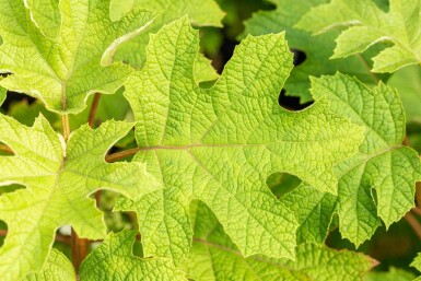 Hydrangea quercifolia 'Ruby Slippers' arbuste 30-40 cm