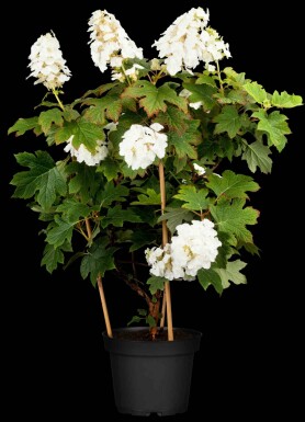 Hydrangea quercifolia 'Ruby Slippers' arbuste 60-80 cm