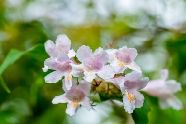 Kolkwitzia amabilis arbuste 80-100 cm