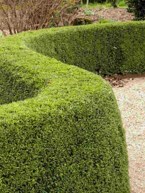 Lonicera nitida 'Elegant' arbuste 30-40 cm