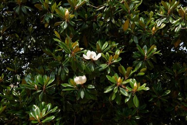 Magnolia grandiflora arbuste 40-60 cm