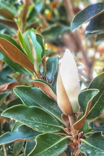 Magnolia grandiflora 'Little Gem' arbuste 80-100 cm