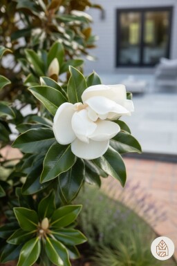 Magnolia grandiflora 'Little Gem' arbuste 80-100 cm