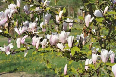 Magnolia 'Heaven Scent' arbuste 125-150 cm