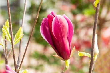Magnolia liliiflora 'Nigra' arbuste 125-150 cm
