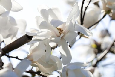 Magnolia loebneri 'Merrill' arbuste 60-80 cm