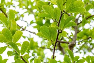 Magnolia loebneri 'Merrill' arbuste 60-80 cm