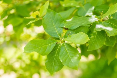 Nyssa sylvatica arbuste 40-60 cm