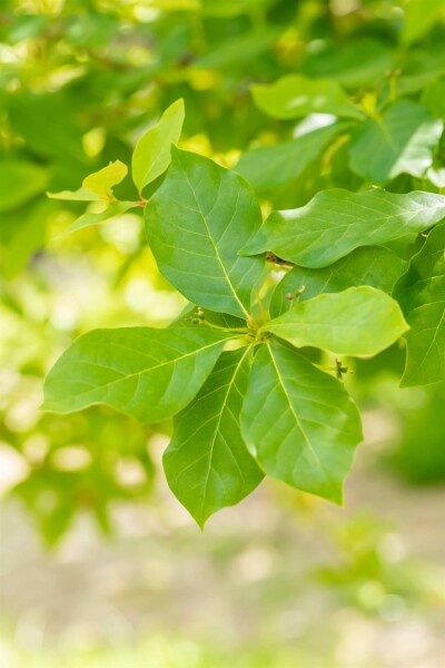 Nyssa sylvatica arbuste 80-100 cm